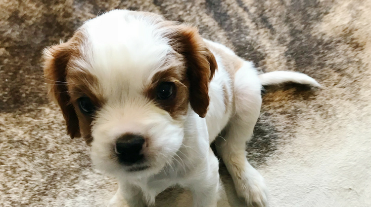 Welcome Home, Beau!
